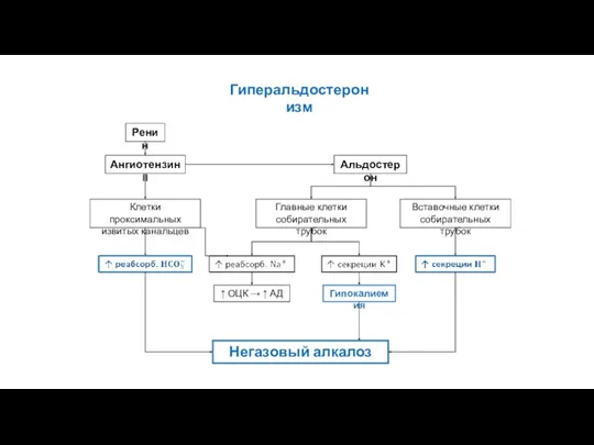 Альдостерон Главные клетки собирательных трубок Вставочные клетки собирательных трубок ↑