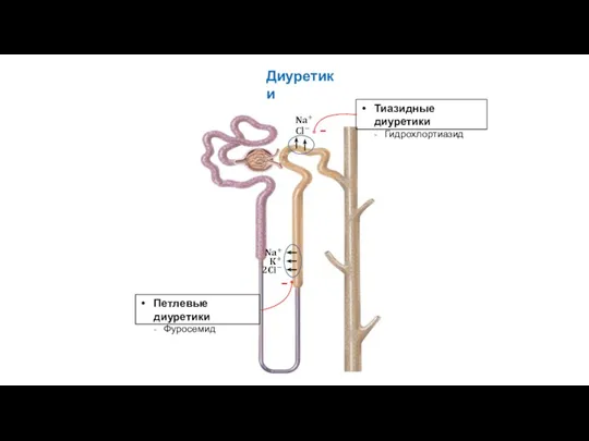 Диуретики Петлевые диуретики Фуросемид Тиазидные диуретики Гидрохлортиазид − −