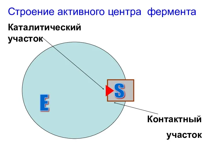 Строение активного центра фермента Е S Каталитический участок Контактный участок