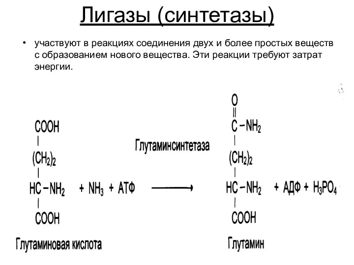 Лигазы (синтетазы) участвуют в реакциях соединения двух и более простых