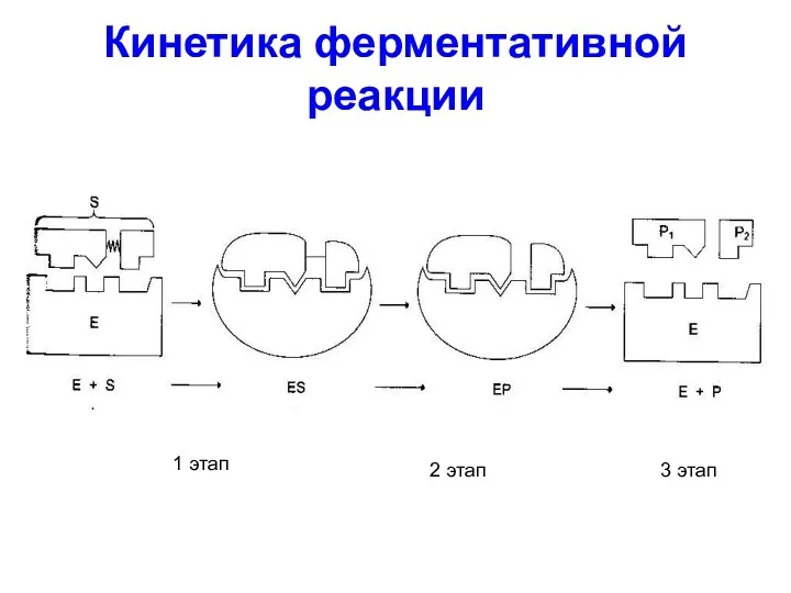 Кинетика ферментативной реакции 1 этап 3 этап 2 этап