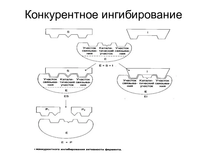 Конкурентное ингибирование