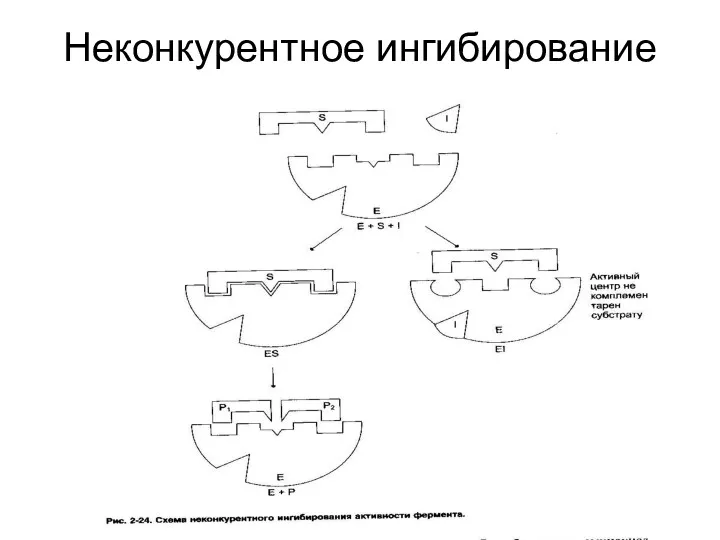 Неконкурентное ингибирование