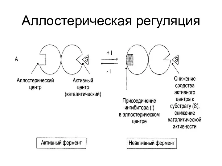 Аллостерическая регуляция