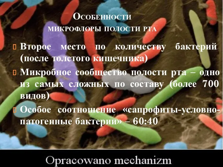 Особенности микрофлоры полости рта Второе место по количеству бактерий (после