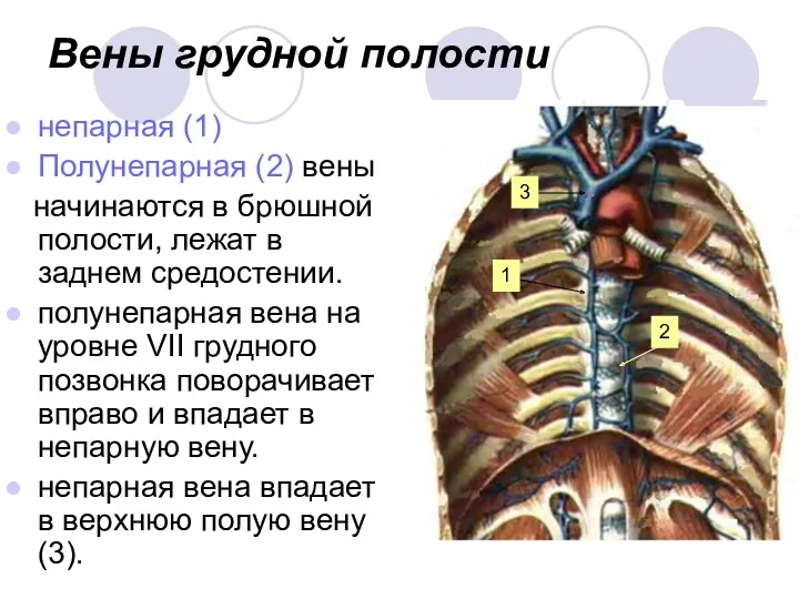 Вены грудной полости непарная (1) Полунепарная (2) вены начинаются в