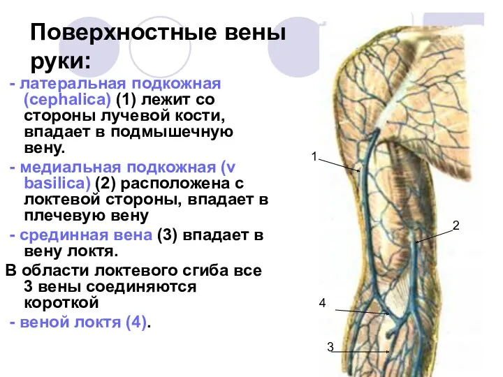 Поверхностные вены руки: - латеральная подкожная (cephalica) (1) лежит со