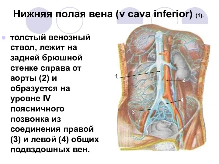 Нижняя полая вена (v cava inferior) (1). толстый венозный ствол,