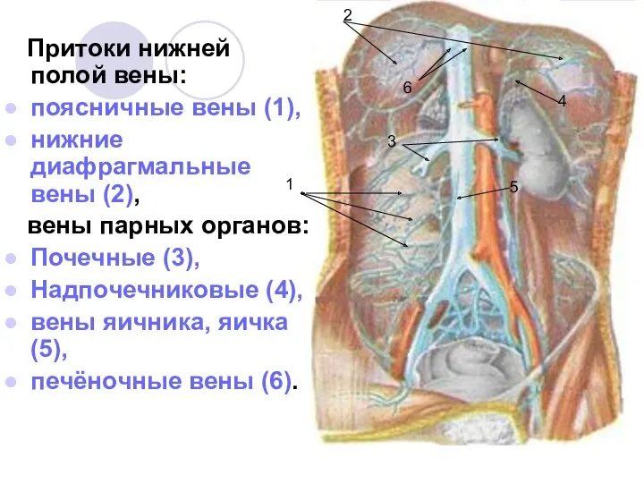 Притоки нижней полой вены: поясничные вены (1), нижние диафрагмальные вены