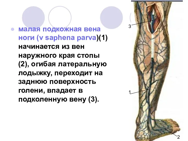 малая подкожная вена ноги (v saphena parva)(1) начинается из вен