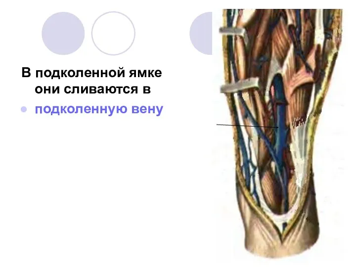 В подколенной ямке они сливаются в подколенную вену