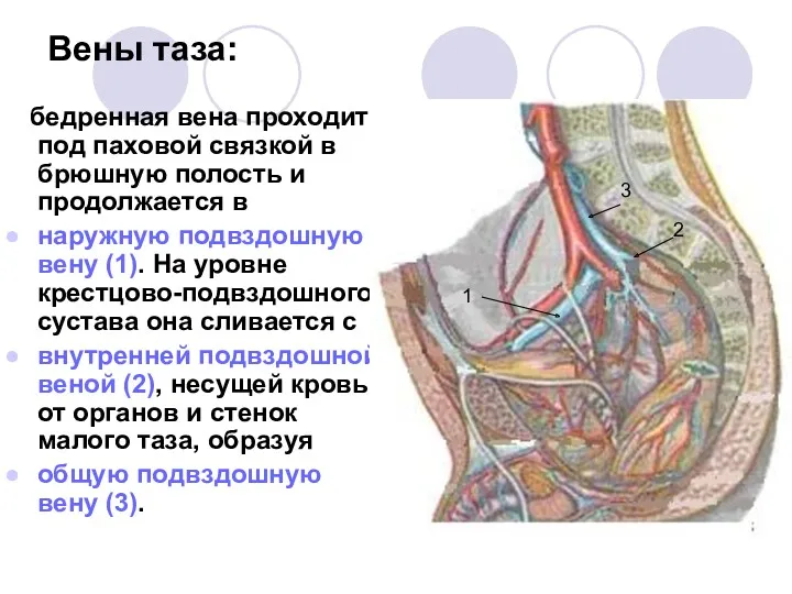 Вены таза: бедренная вена проходит под паховой связкой в брюшную