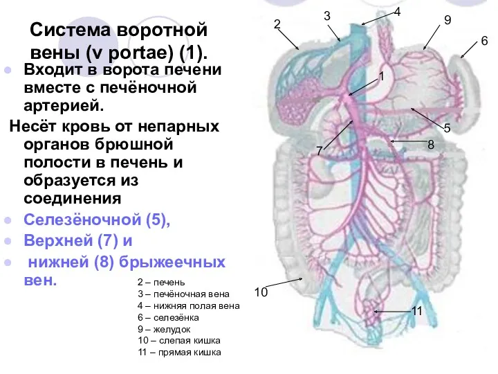 Система воротной вены (v portae) (1). Входит в ворота печени