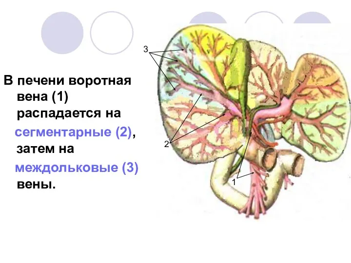 В печени воротная вена (1) распадается на сегментарные (2), затем