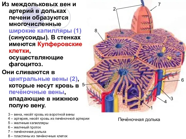 Из междольковых вен и артерий в дольках печени образуются многочисленные