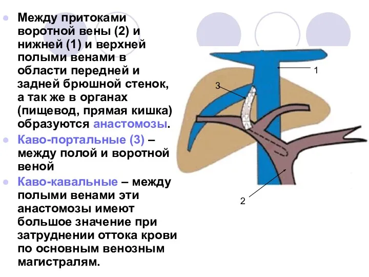 Между притоками воротной вены (2) и нижней (1) и верхней