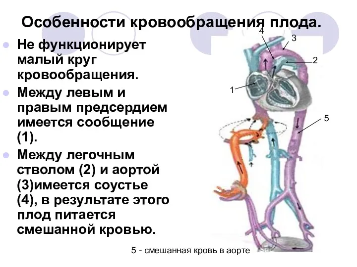 Особенности кровообращения плода. Не функционирует малый круг кровообращения. Между левым