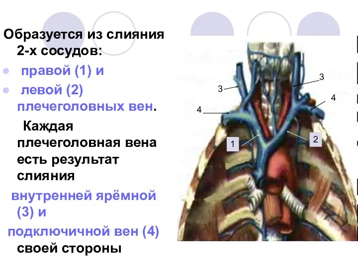 Образуется из слияния 2-х сосудов: правой (1) и левой (2)