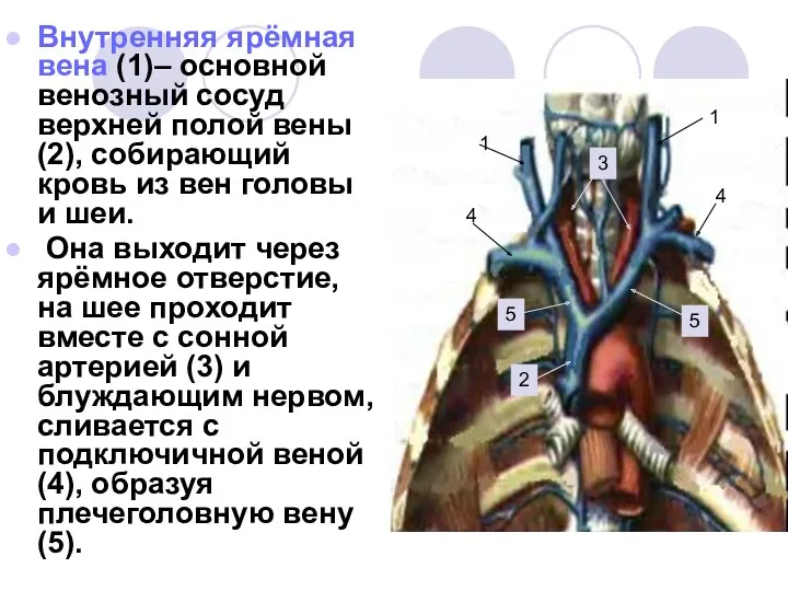 Внутренняя ярёмная вена (1)– основной венозный сосуд верхней полой вены