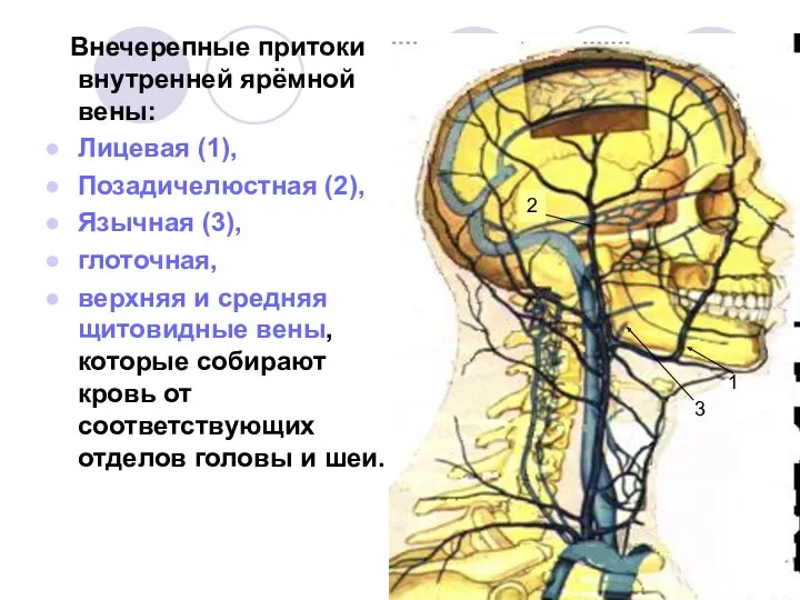 Внечерепные притоки внутренней ярёмной вены: Лицевая (1), Позадичелюстная (2), Язычная