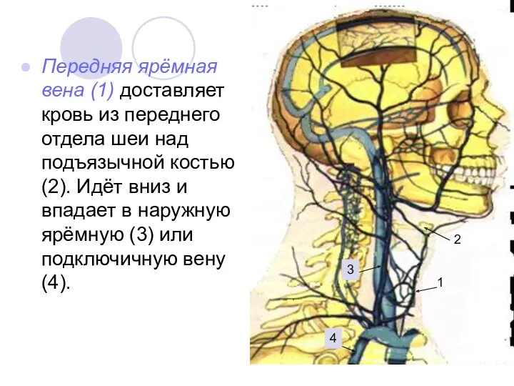 Передняя ярёмная вена (1) доставляет кровь из переднего отдела шеи