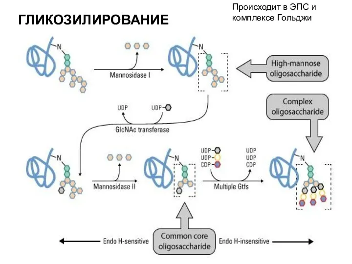 ГЛИКОЗИЛИРОВАНИЕ - присоединение углеводных остатков, образование гликопротеинов Происходит в ЭПС