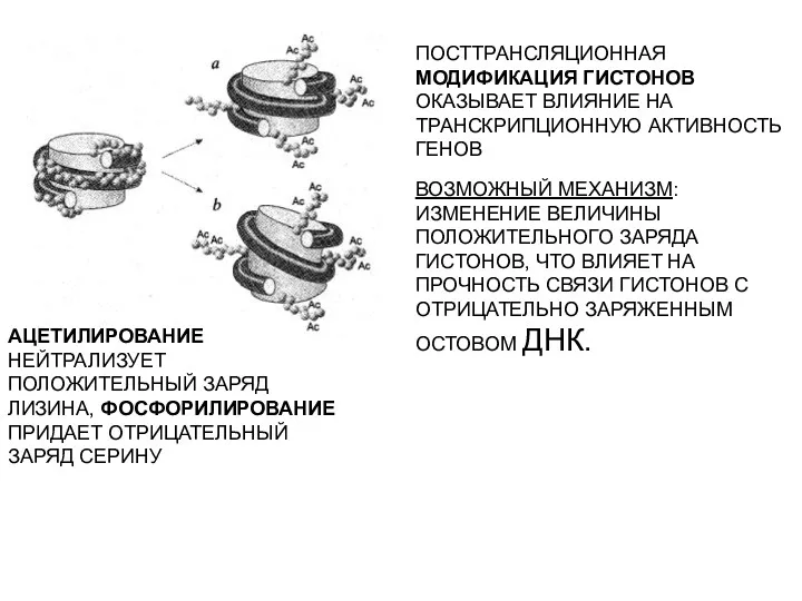 ПОСТТРАНСЛЯЦИОННАЯ МОДИФИКАЦИЯ ГИСТОНОВ ОКАЗЫВАЕТ ВЛИЯНИЕ НА ТРАНСКРИПЦИОННУЮ АКТИВНОСТЬ ГЕНОВ ВОЗМОЖНЫЙ