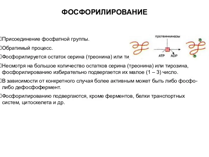 ФОСФОРИЛИРОВАНИЕ Присоединение фосфатной группы. Обратимый процесс. Фосфорилируется остаток серина (треонина) или тирозина. Несмотря