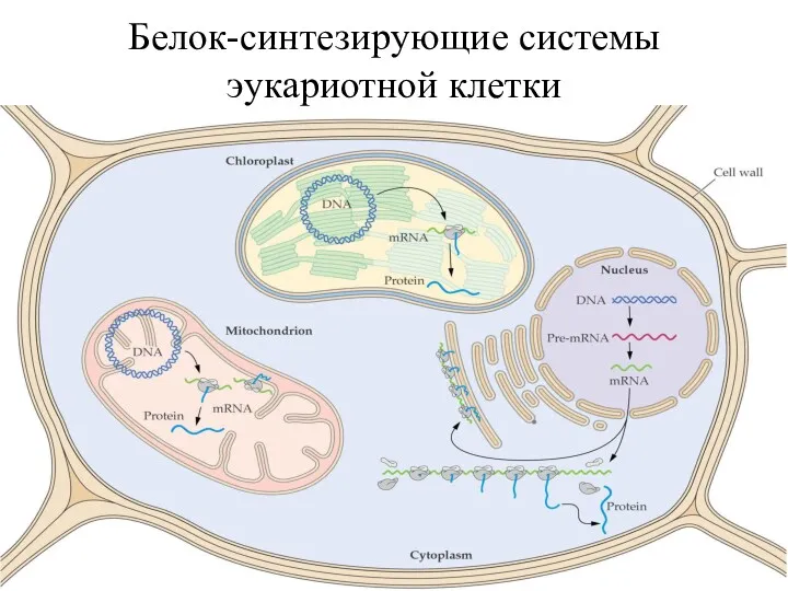 Белок-синтезирующие системы эукариотной клетки