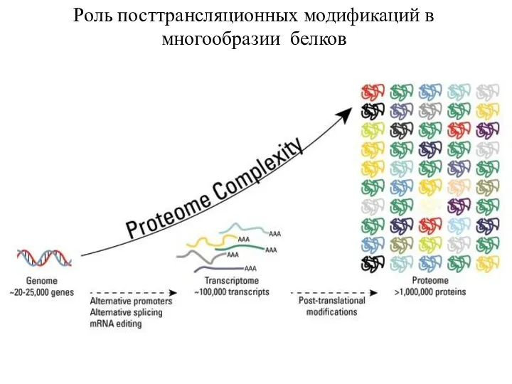 Роль посттрансляционных модификаций в многообразии белков