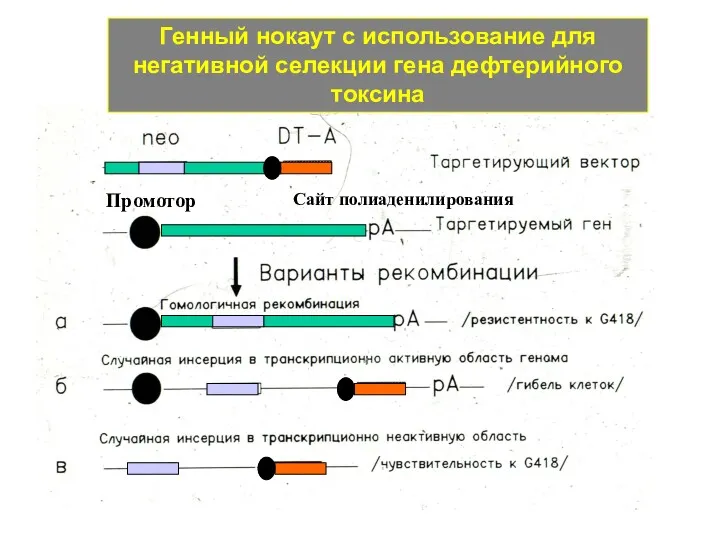 Генный нокаут с использование для негативной селекции гена дефтерийного токсина Промотор Сайт полиаденилирования