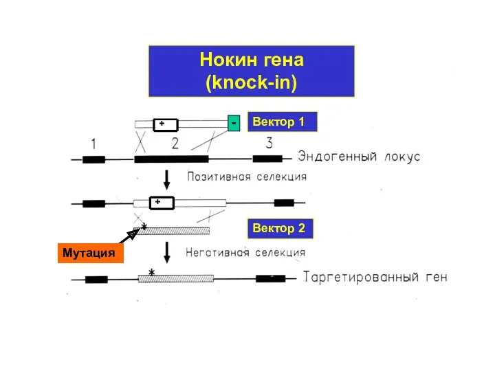Вектор 1 Вектор 2 Нокин гена (knock-in) Мутация + +