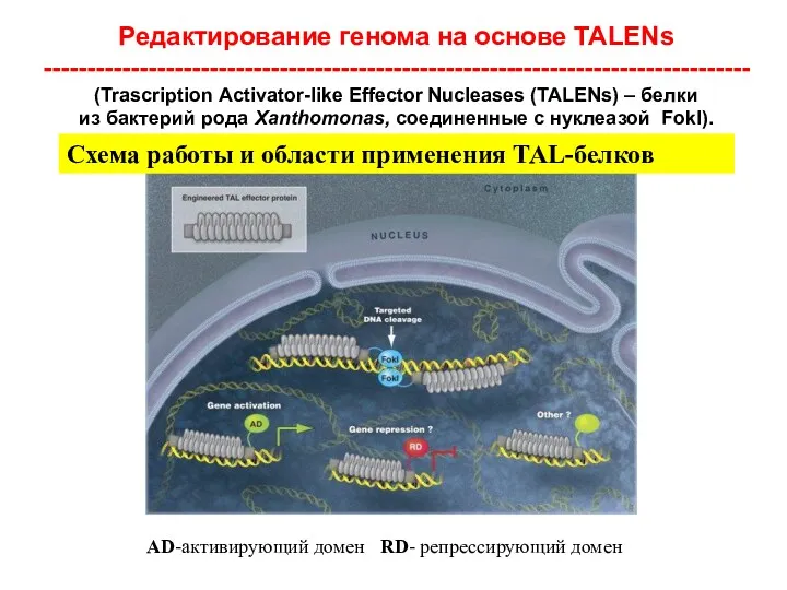 Редактирование генома на основе TALENs ---------------------------------------------------------------------------------(Trascription Activator-like Effector Nucleases (TALENs)