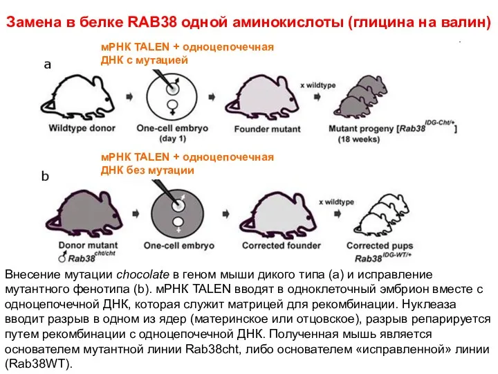Замена в белке RAB38 одной аминокислоты (глицина на валин) мРНК