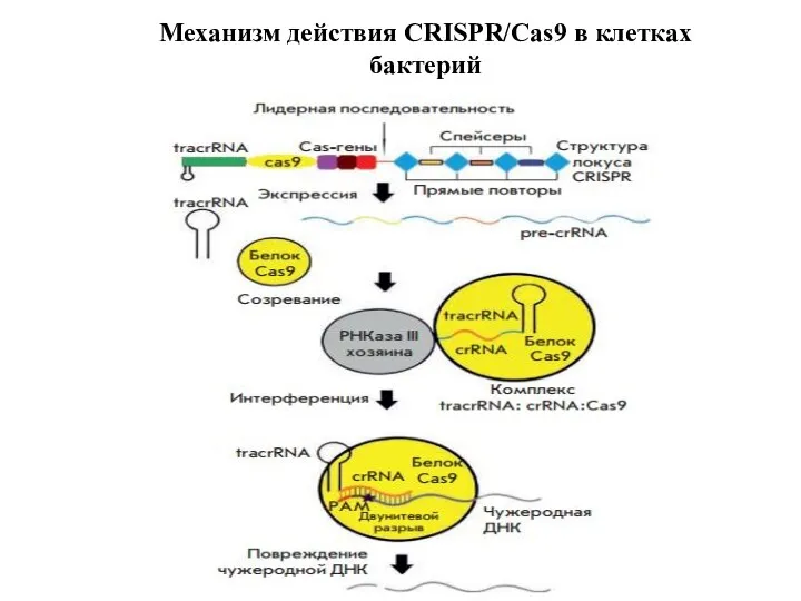 Механизм действия CRISPR/Cas9 в клетках бактерий
