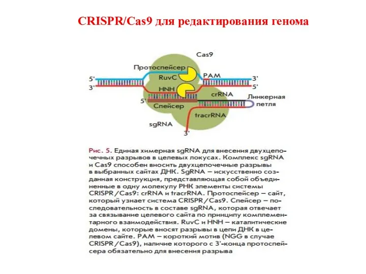 CRISPR/Cas9 для редактирования генома
