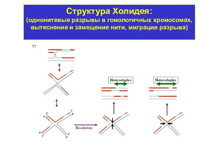 Структура Холидея: (однонитевые разрывы в гомологичных хромосомах, вытеснение и замещение нити, миграция разрыва)