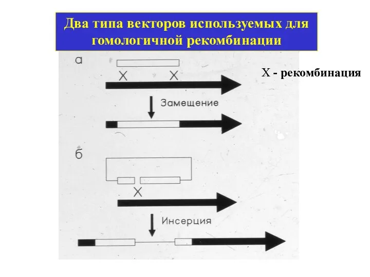 Два типа векторов используемых для гомологичной рекомбинации Х - рекомбинация