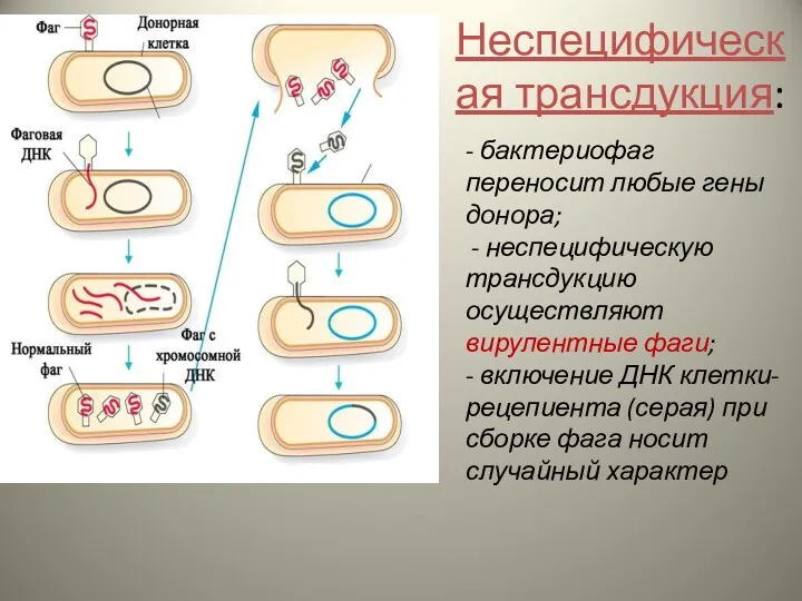 - бактериофаг переносит любые гены донора; - неспецифическую трансдукцию осуществляют