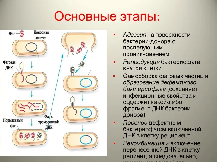Основные этапы: Адгезия на поверхности бактерии-донора с последующим проникновением Репродукция