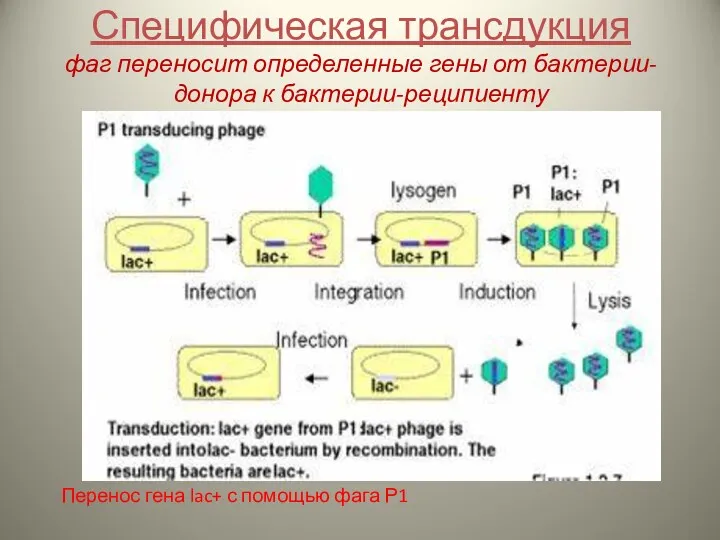 Специфическая трансдукция фаг переносит определенные гены от бактерии-донора к бактерии-реципиенту