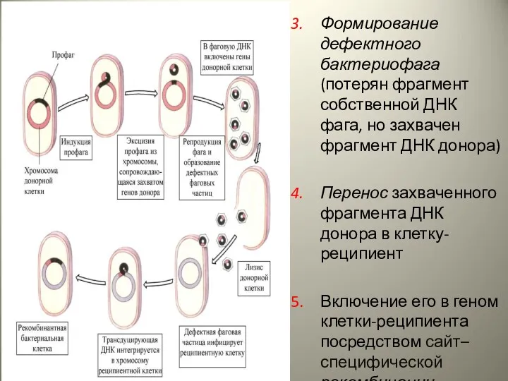 Формирование дефектного бактериофага (потерян фрагмент собственной ДНК фага, но захвачен