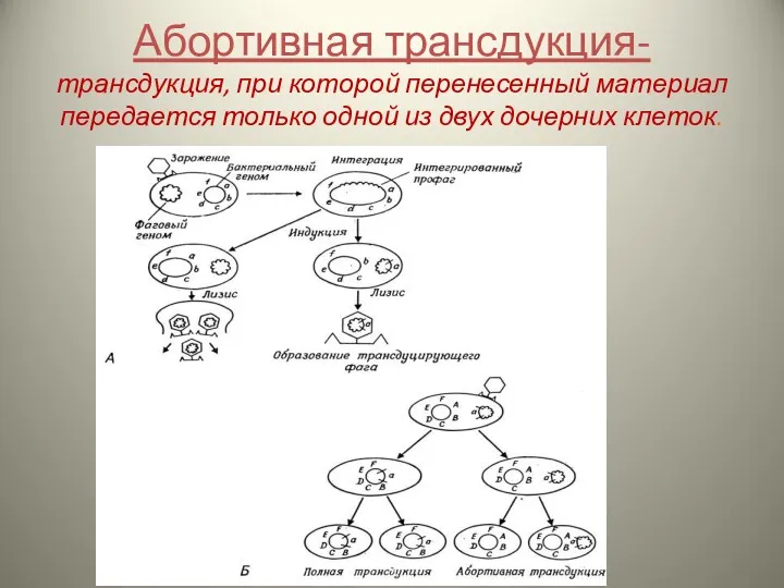 Абортивная трансдукция- трансдукция, при которой перенесенный материал передается только одной из двух дочерних клеток.