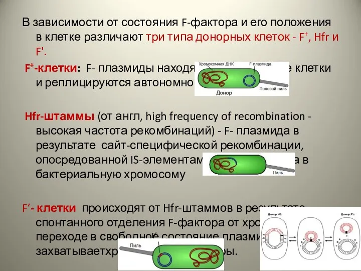 В зависимости от состояния F-фактора и его положения в клетке