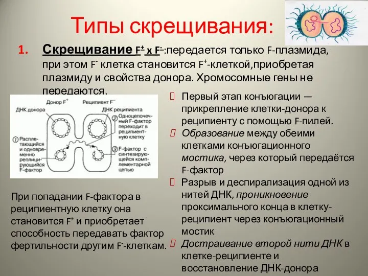 Типы скрещивания: Скрещивание F+ x F- :передается только F-плазмида, при