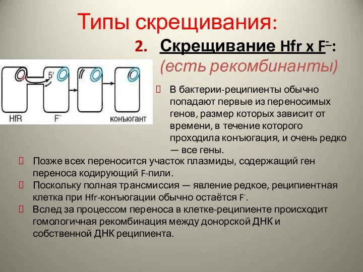 Типы скрещивания: Скрещивание Hfr x F- : (есть рекомбинанты) В