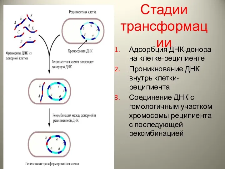 Адсорбция ДНК-донора на клетке-реципиенте Проникновение ДНК внутрь клетки-реципиента Соединение ДНК