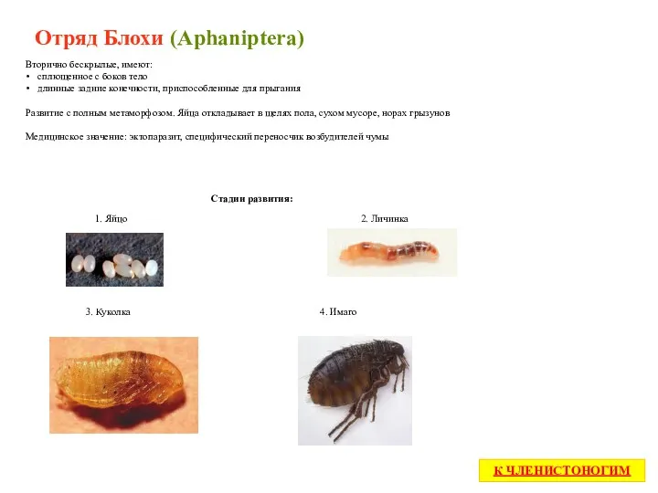 Отряд Блохи (Aphaniptera) Вторично бескрылые, имеют: сплющенное с боков тело