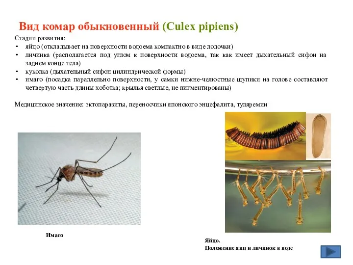 Вид комар обыкновенный (Culex pipiens) Стадии развития: яйцо (откладывает на