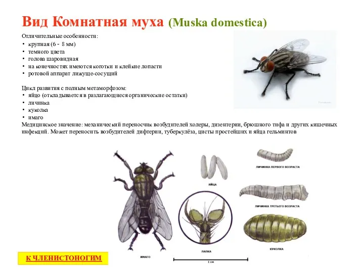 Вид Комнатная муха (Muska domestica) К ЧЛЕНИСТОНОГИМ Отличительные особенности: крупная